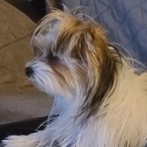 buppadog1